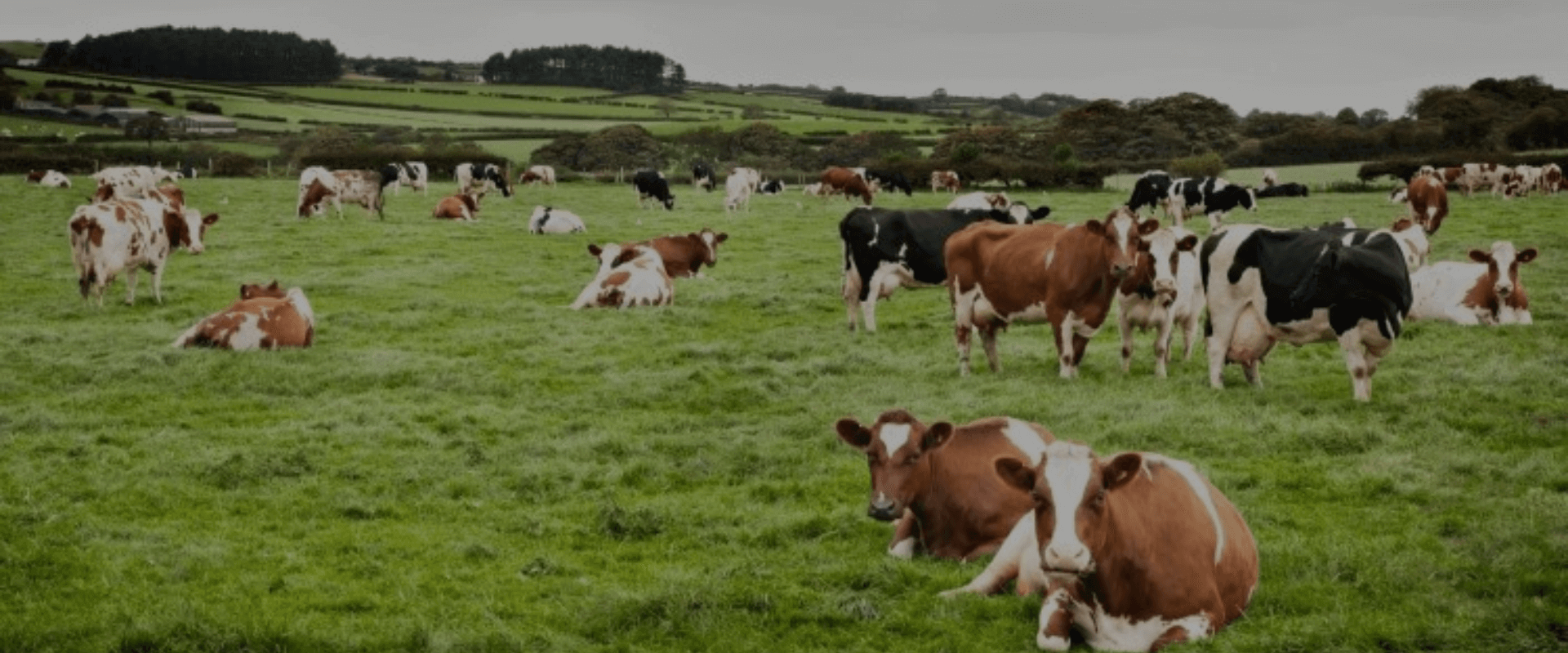 MILKING MACHINE FOR COW/ BUFFALO